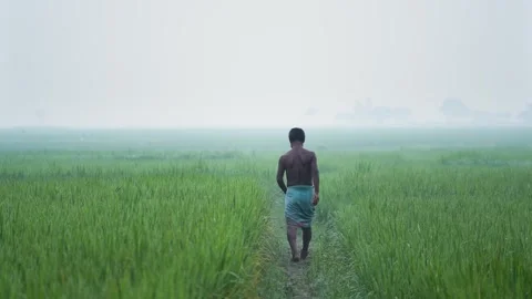 View of a man walking through a rice field in Bogura, Bangladesh. Vídeo Stock 335599825