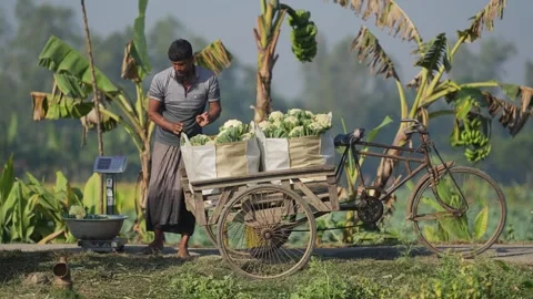 View of a man weighing cauliflower by a rickshaw van, Bangladesh. Stock Footage 335018889