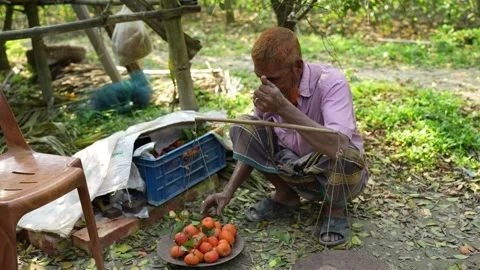 View of a man weighing oranges with a manual scale, Bangladesh. 스톡 동영상 334983875