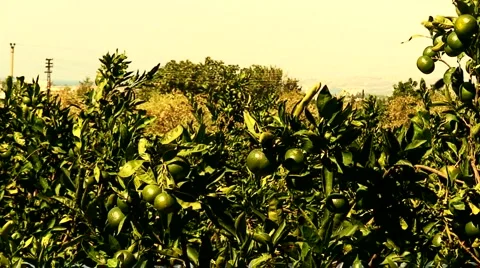 View of mandarin orchard 1 Video stock 948124