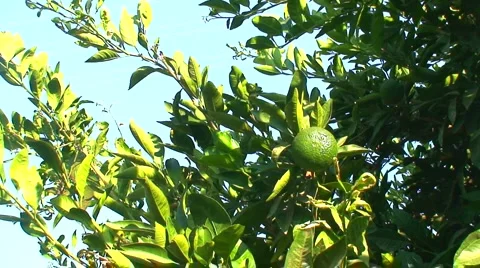 View of mandarin orchard 10 Vídeo Stock 948151