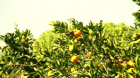 View of mandarin orchard 4 Vídeo Stock 948038