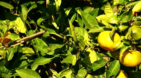 View of mandarin orchard 5 Stock Footage 948078