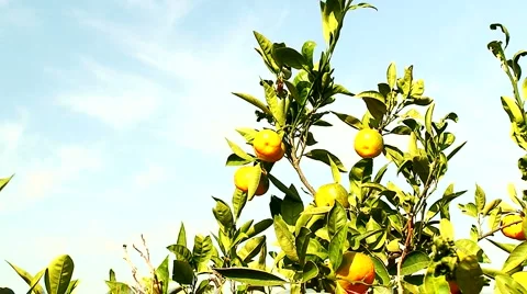 View of mandarin orchard 6 Video stock 948103