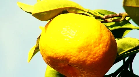 View of mandarin orchard 7 Stock Footage 948123