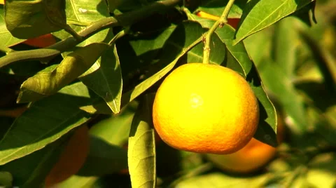 View of mandarin orchard 8 Stock Footage 948140