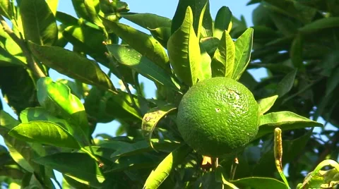 View of mandarin orchard 9 Stock Footage 948176