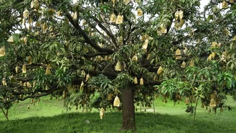 View of a mango tree with bagged fruits, Bangladesh. Vídeos de archivo 336413092
