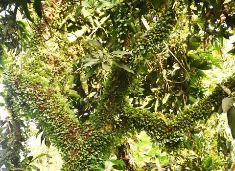 The view of mango tree branches overgrown with weeds in the forest Stock Photos