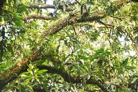 The view of mango tree branches overgrown with weeds in the forest Stock Photos