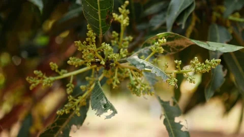 View of mango tree flowerings, Close view of mango tree flowerings 動画素材 147705498