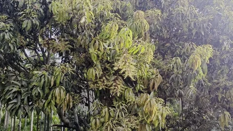 View of mango tree in full bloom with flowers and fresh green leaves Stock Footage 334793550