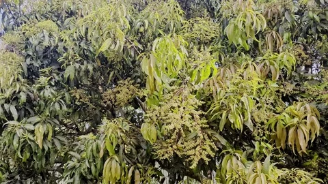 View of mango tree in full bloom with flowers and fresh green leaves 스톡 동영상 334793637