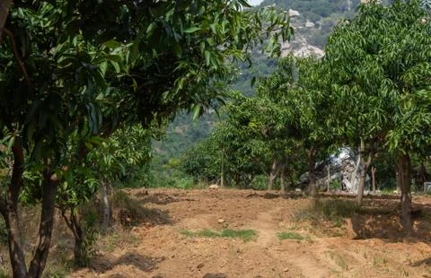 View of Mango tree plantation. Mango tree farm. Stock Photos