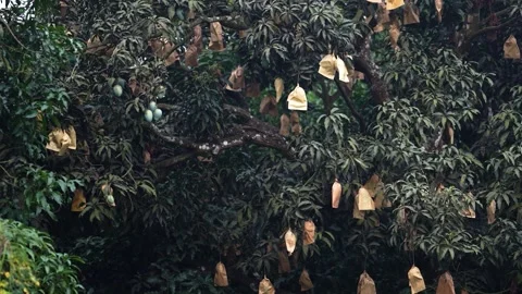 View of mango trees with bagged fruits in Chapai Nawabganj, Bangladesh. Stock Footage 336412908