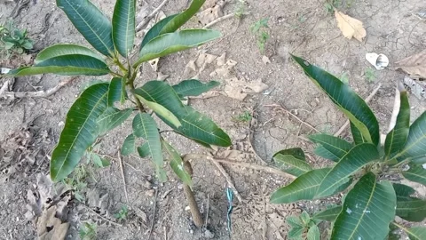 A view of mango trees Stock Footage 235601853