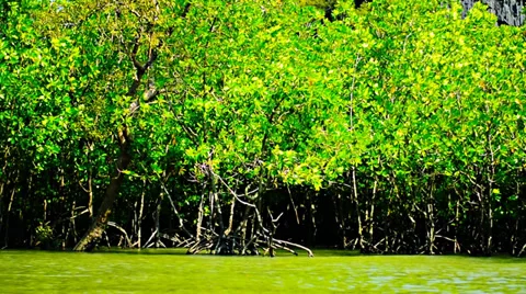 View mangrove boat Video stock 36394065