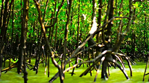View mangrove boat Video stock 36482316