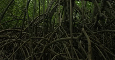 View of mangrove forest along the river Stock Footage 68706033