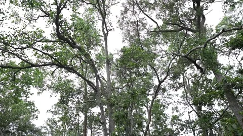 View of the mangrove forest from below Stock Footage 255869359