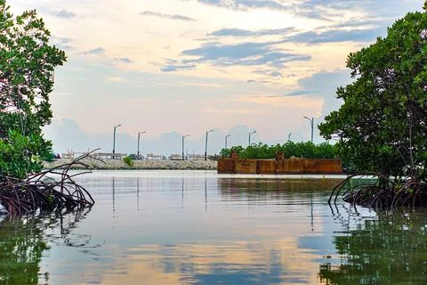 A view of a mangrove forest with a cloudy sky reflected on the water Stock Photos