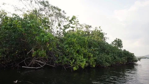 View of the mangrove forest from sailing boat. Sri Lanka Stock Footage 76778464