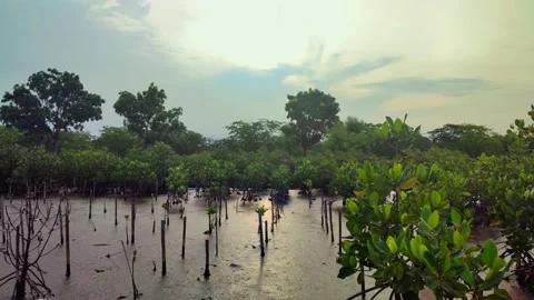 View Of Mangrove Trees In The Afternoon Stock Footage 230701109