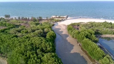 View of mangrove trees on the beach as seen from a drone Stock Footage 289597417