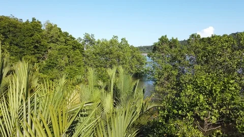 View of mangroves Stock-Footage 101086669