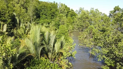 View of mangroves Stock Footage 101086873