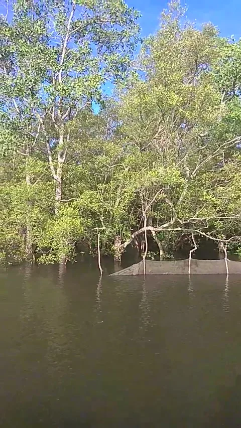 View Of Mangroves Forest Or Intertidal Forest From Service Long Tail Boat Video stock 205512264