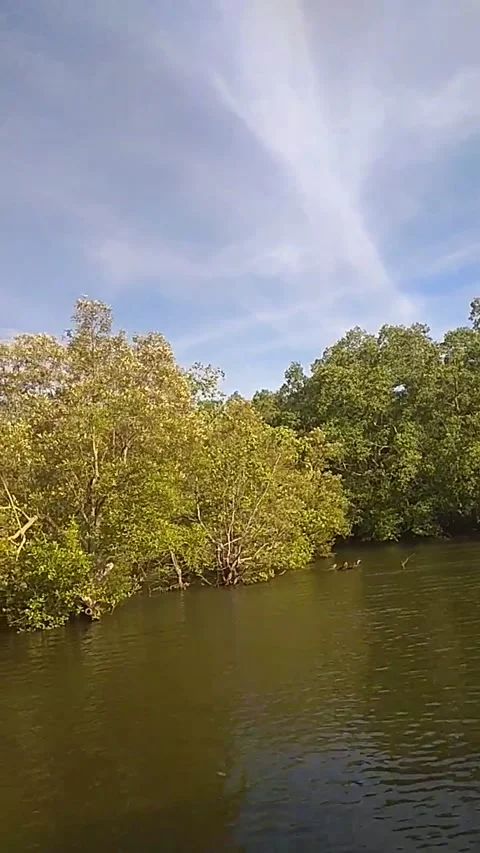 View Of Mangroves Forest Or Intertidal Forest From Service Long Tail Boat Video stock 206909608