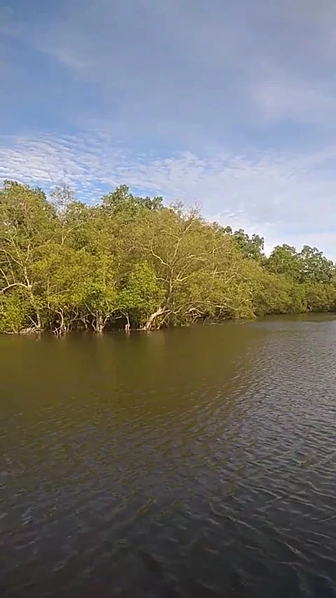 View Of Mangroves Forest Or Intertidal Forest From Service Long Tail Boat Video stock 206909783