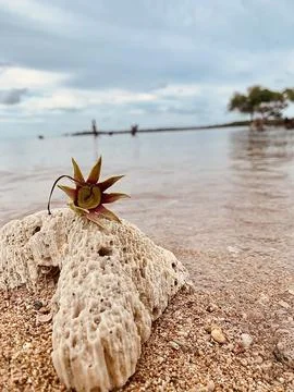 View of mangroves stranded on the seafront Stock Photos