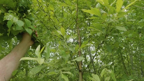 View of man's hands cutting birch branches for making brooms for sauna Stock Footage 94565645