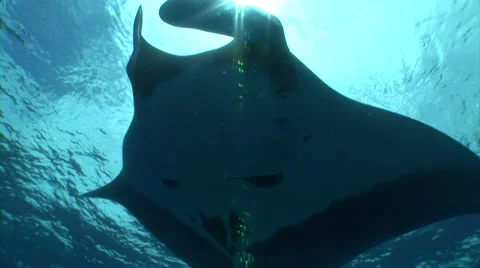 View of Manta ray Swimming in a ocean.  Video stock 56788694
