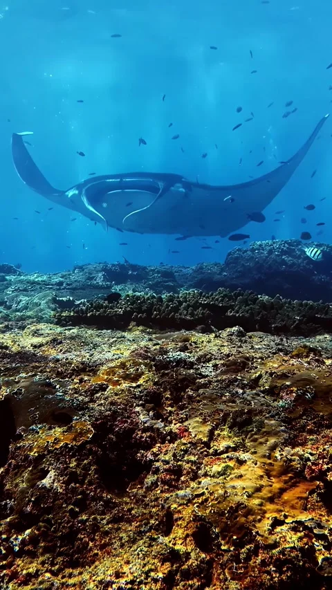 View of a manta ray swimming over a coral reef, Indonesia. Video stock 340642815