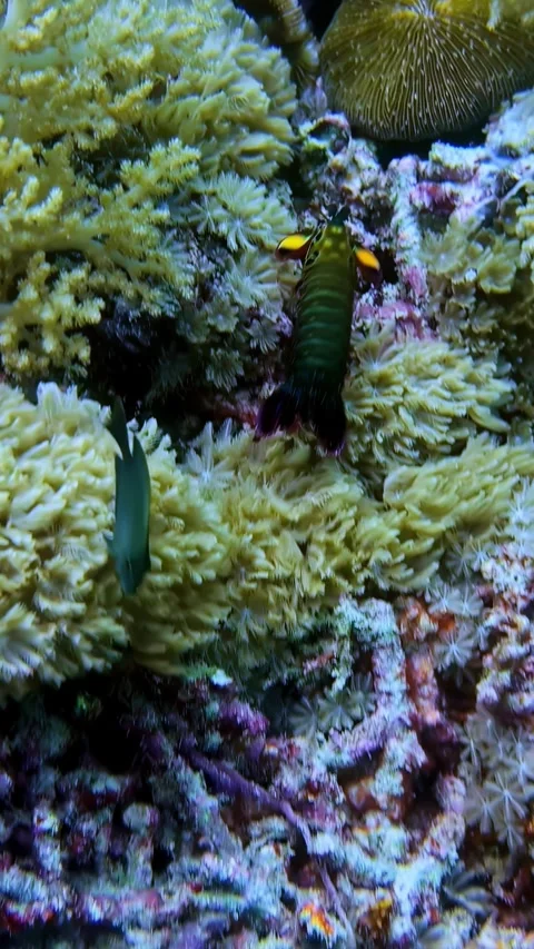 View of a mantis shrimp on a coral reef in Indonesia. Stock Footage 339899828
