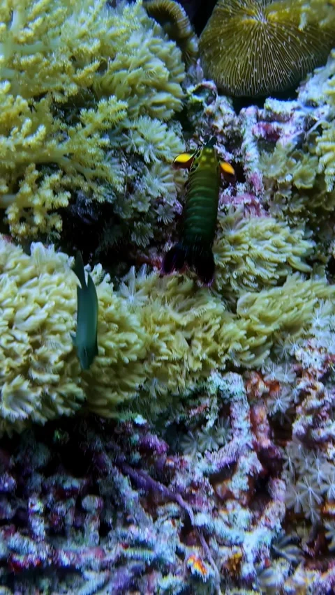 View of a mantis shrimp on a coral reef, Indonesia. Stock Footage 340642599