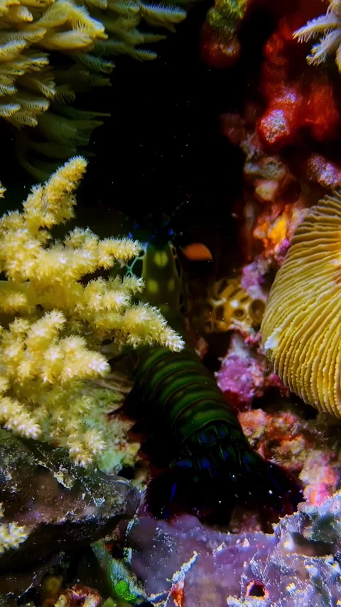 View of a mantis shrimp in a coral reef, Indonesia. Stock Footage 340642604