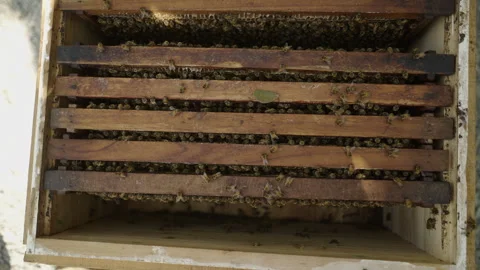 View of many bees inside a beekeeping box with smoke Stock Footage 246596521