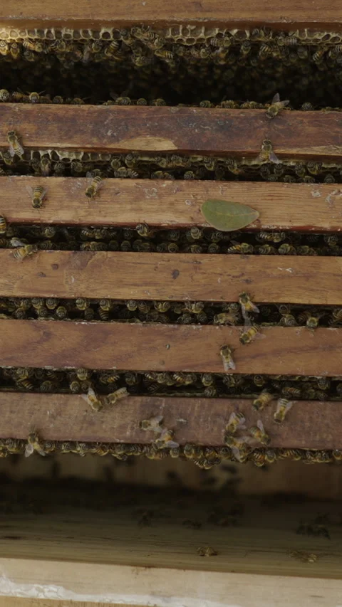 View of many bees inside a beekeeping box with smoke Stock Footage 265492342