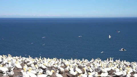 View of many birds congregating Stock Footage 143213133
