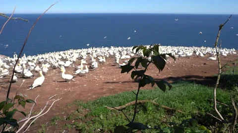 View of many gannets flying and nesting Stock Footage 143213134
