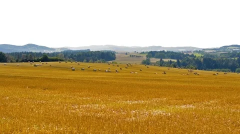 View of the many lines of the haystacks on the field in the countryside - forest Stock-Footage 58487825