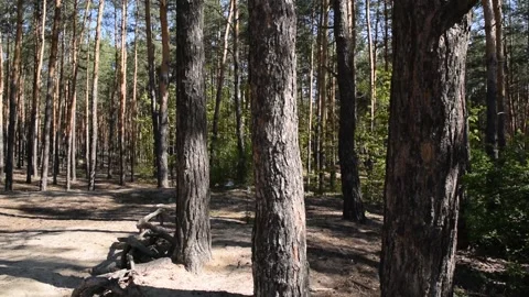 View of many pine trees. Forest Stock Footage 132254981