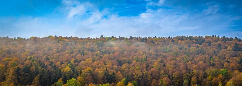 View of many trees in autumn with a beautiful blue sky, wide shot of trees Stock Photos