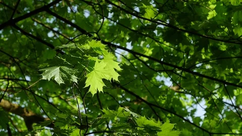 Up view of maple leaf tree of green leaves on a blue sky. Stock Footage
