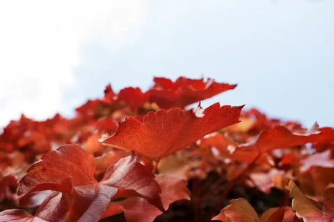 View of maple leaves growing on a wall Stock Photos
