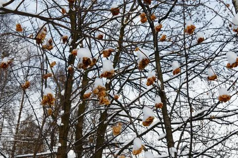 View of maple toes on branches covered with snow in winter Stock Photos